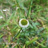 (菊科)矮菊