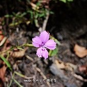 (石竹科)巴陵石竹