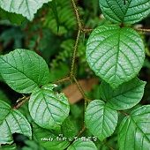 (薔薇科)鬼懸鉤子別名紅毛懸鉤子