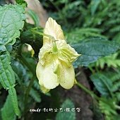 (鳳仙花科)黃花鳳仙花