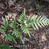 (鳳尾蕨科)半邊羽裂鳳尾蕨