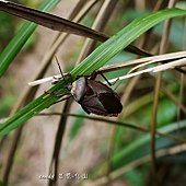 (碩椿科)台灣大椿象