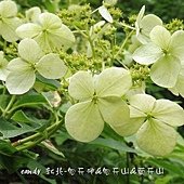 (虎耳草科)華八仙