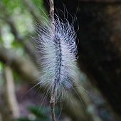 (燈蛾科)閃光苔蛾終齡幼蟲