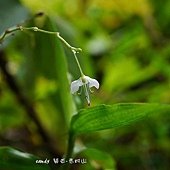 (鴨跖草科)毛果竹葉菜的花