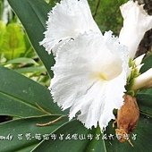 (薑科)閉鞘薑(絹毛鳶尾)