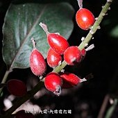 (薑科)山薑的果實(日本月桃)