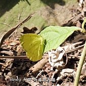 (粉蝶科)台灣黃蝶