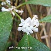 (茜草科)雞屎樹的花