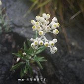 (菊科)玉山抱莖籟簫。玉山抱莖籟簫為多年生草本，屬於陽性植物，多長於岩石的縫隙上。