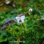 (菫菜科)喜岩菫菜，花近白色帶深紫色脈紋。喜生中高海拔邊坡或岩壁上。