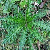 (菊科)阿里山薊