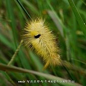 (毒蛾科)線茸毒蛾幼蟲，遇到危險時牠會掀開毛叢露出黑色大斑嚇阻天敵。