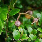 (薔薇科)斯氏懸鉤子花苞