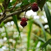 (薔薇科)斯氏懸鉤子果實