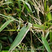 (食蚜蠅科/樹蚜蠅屬)黃道蚜蠅