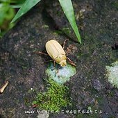 (金龜子科)台北白金龜(雄)