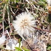 (菊科)玉山毛蓮菜種子