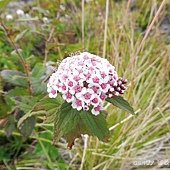 (薔薇科)玉山繡線菊