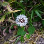 (菊科)玉山毛蓮菜種子