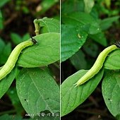 (蛇目蝶科)黑樹蔭蝶幼蟲，淡綠色，早期幼蟲頭部黑色，後方有角狀突起。