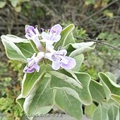 (馬鞭草科)海埔姜、蔓莉子