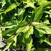 (菊科)華澤蘭 學名：Eupatorium chinense L.別名：尖尾風.澤蘭