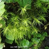 (珠苔科)珠苔