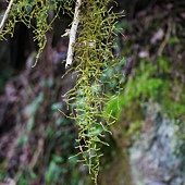 (松蘿科、地衣體)松蘿屬枝狀地衣：植物直立或下垂如絲，多數片段有分枝。