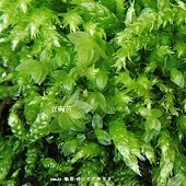 葫蘆苔科(Funariaceae)的立碗苔屬(Physcomitrium)植物