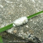 (繭蜂科)小繭蜂