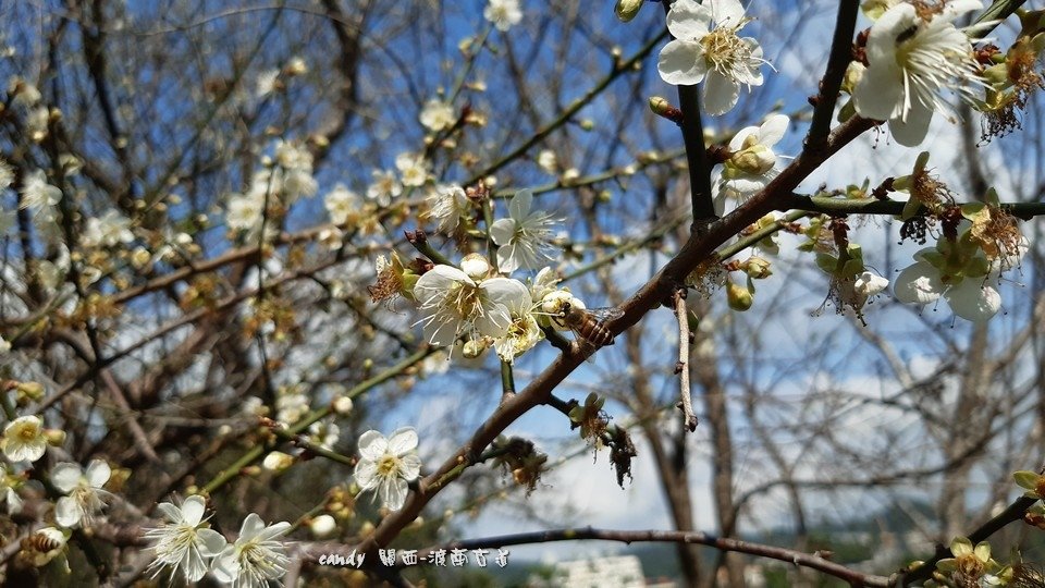 111.01.16-渡南古道(關西)