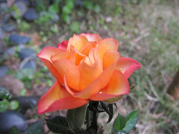 IMG_0086