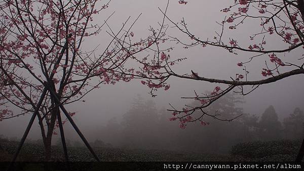 鹿谷鳳凰茶園 (1)