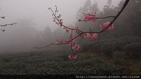 鹿谷鳳凰茶園 (3)