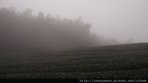 鹿谷鳳凰茶園