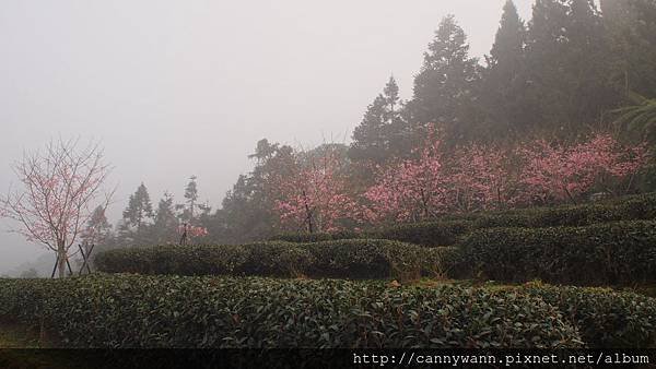 鹿谷鳳凰茶園 (16)