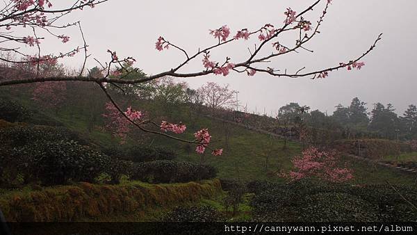 鹿谷鳳凰茶園 (22)