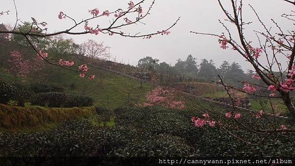 鹿谷鳳凰茶園 (21)