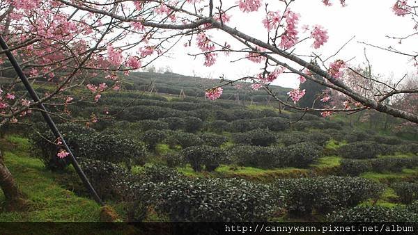 鹿谷鳳凰茶園 (20)