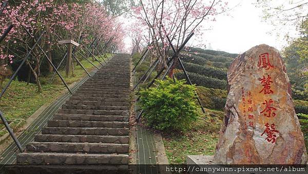 鹿谷鳳凰茶園 (24)