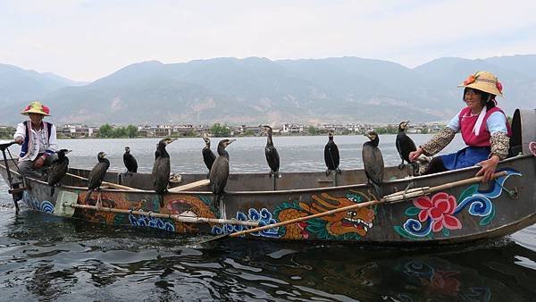 大理洱海魚鷹捕魚 (2)