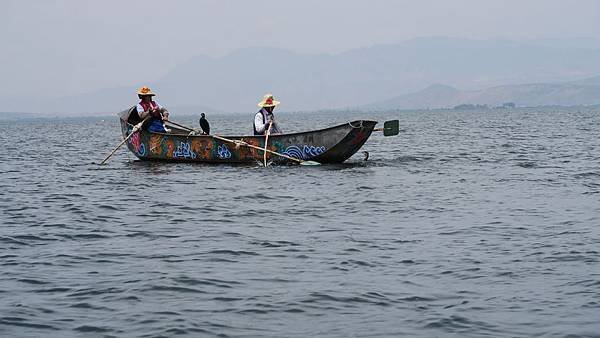 大理洱海魚鷹捕魚 (4)