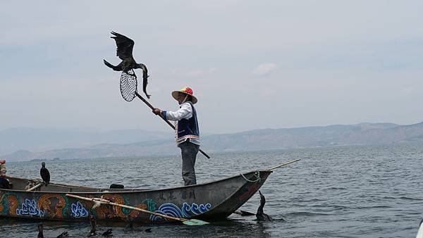 大理洱海魚鷹捕魚 (5)