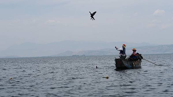 大理洱海魚鷹捕魚 (3)