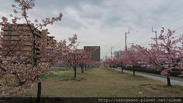 宇多津櫻花公園