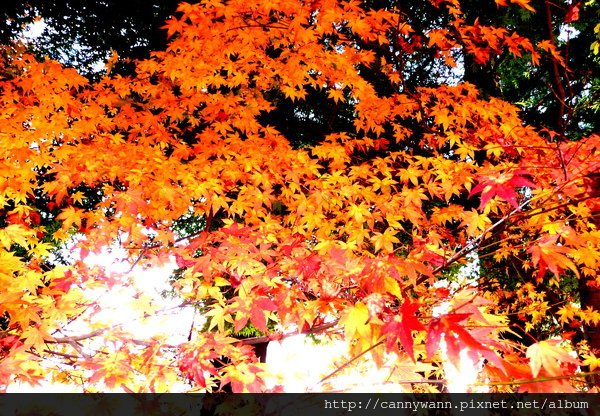 福壽山農場 ~楓紅層層