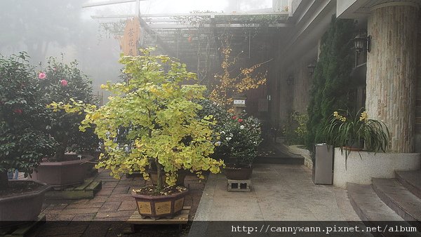 孟宗山莊~茶花展