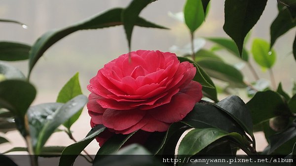 孟宗山莊~茶花展
