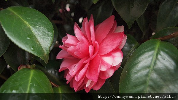孟宗山莊~茶花展 